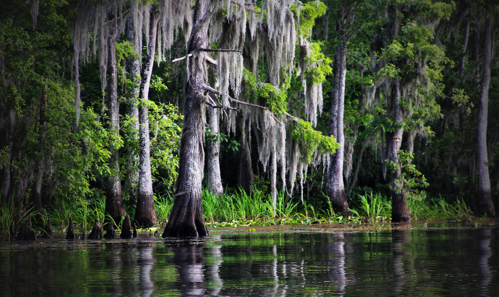 Bea's Bayou Skincare