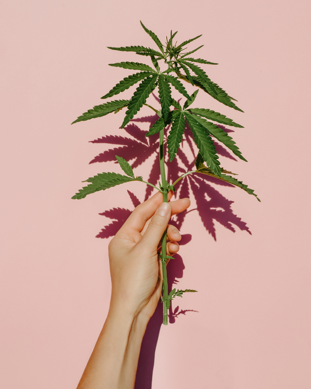 A woman's hand on a pink salmon backdrop holding hemp leaves.
