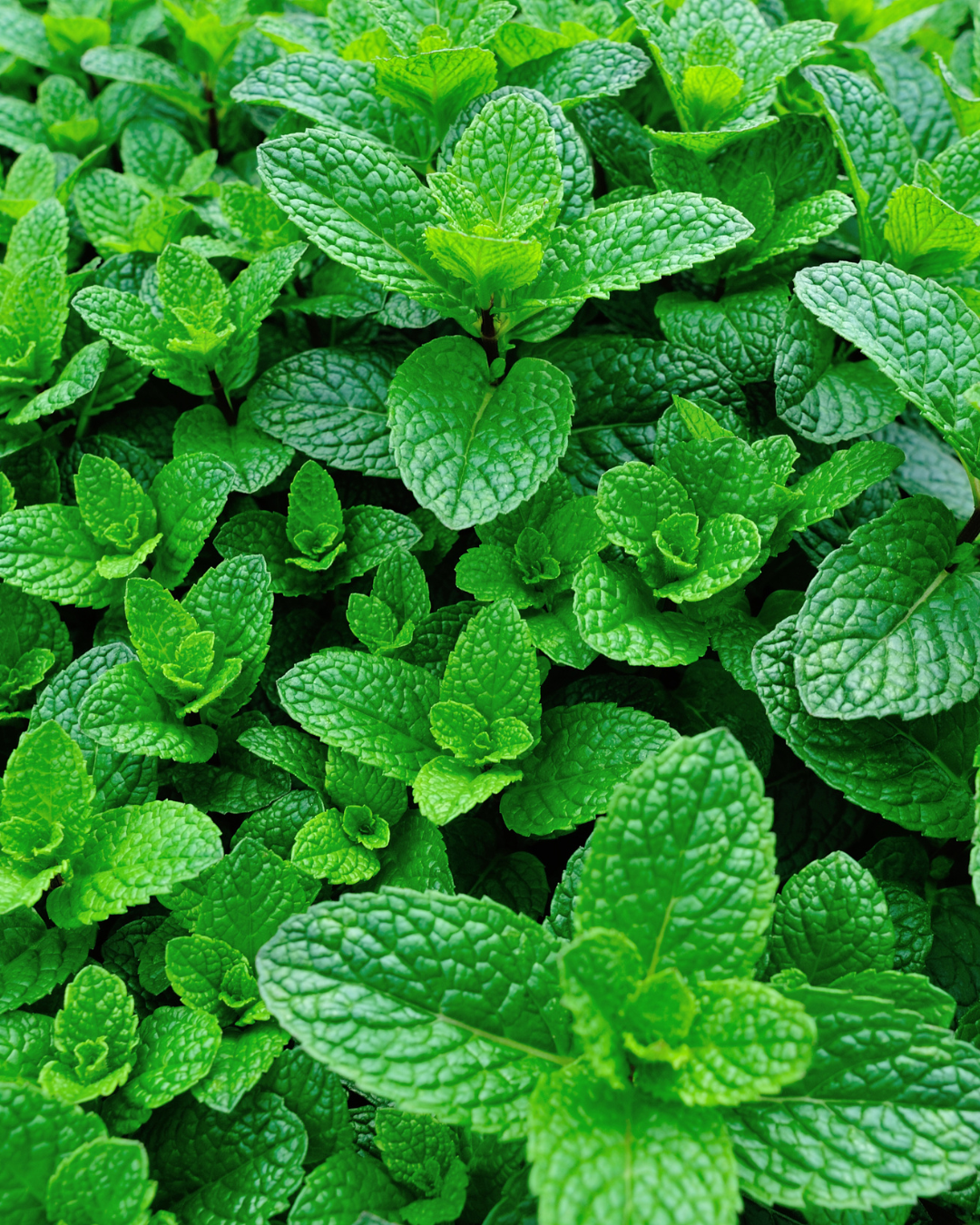 Spearmint plant