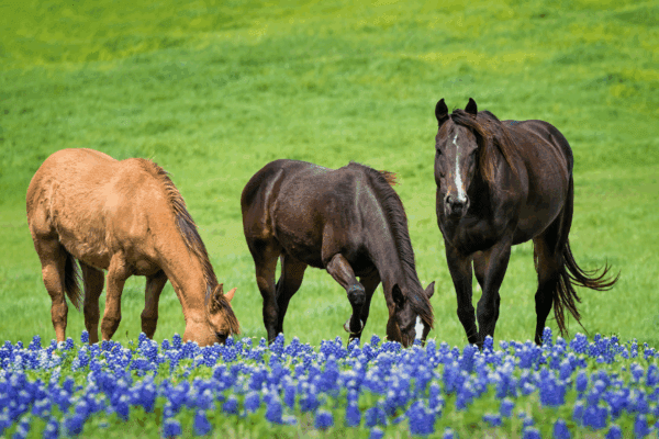 3 horses in a field of purple flowers
