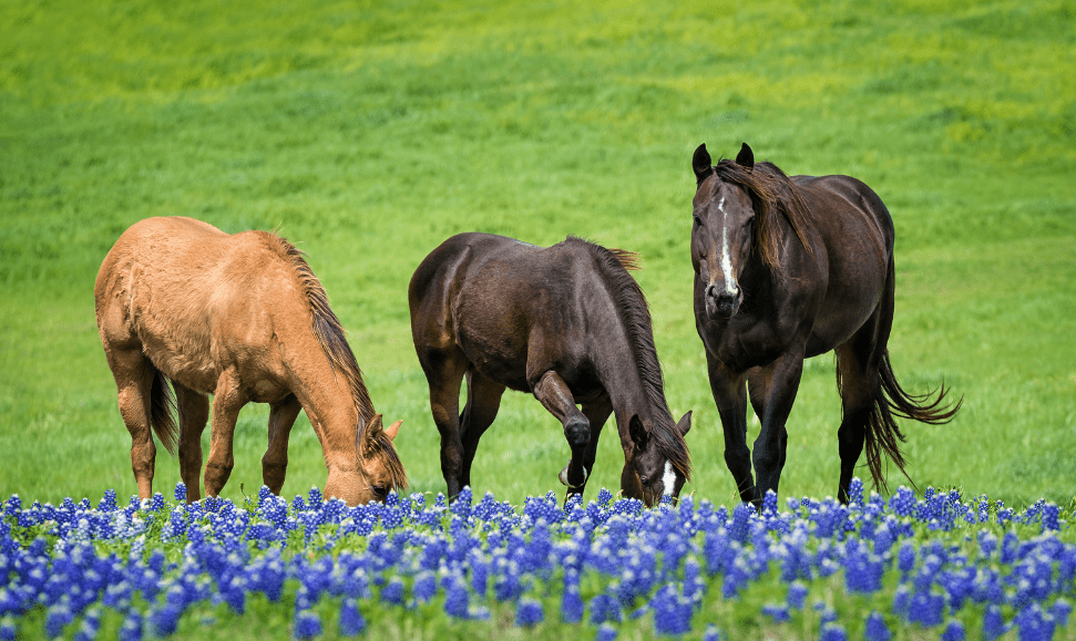 3 horses in a field of purple flowers