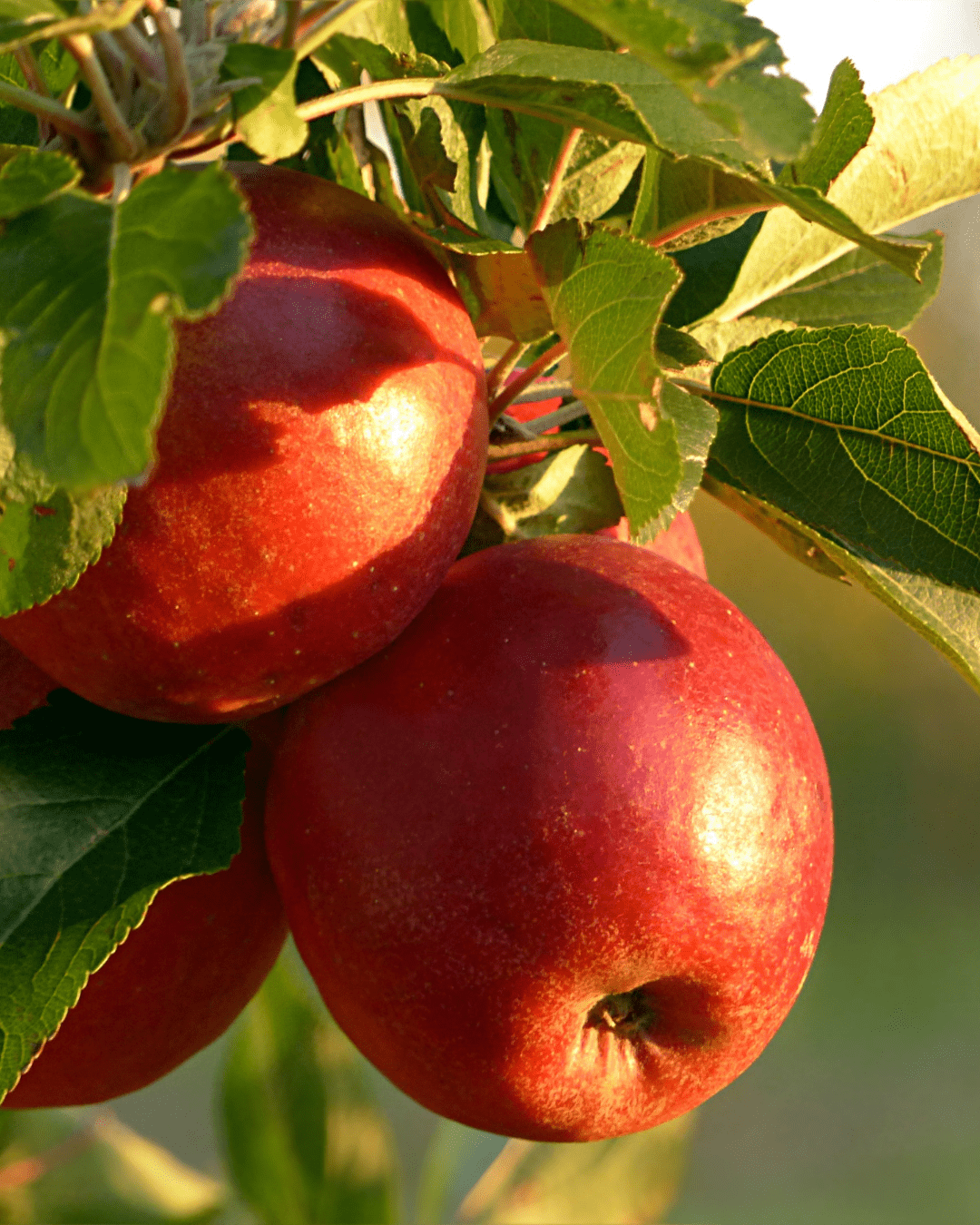 Apple extract in Red Flower body wash for gentle exfoliation and antioxidant support.