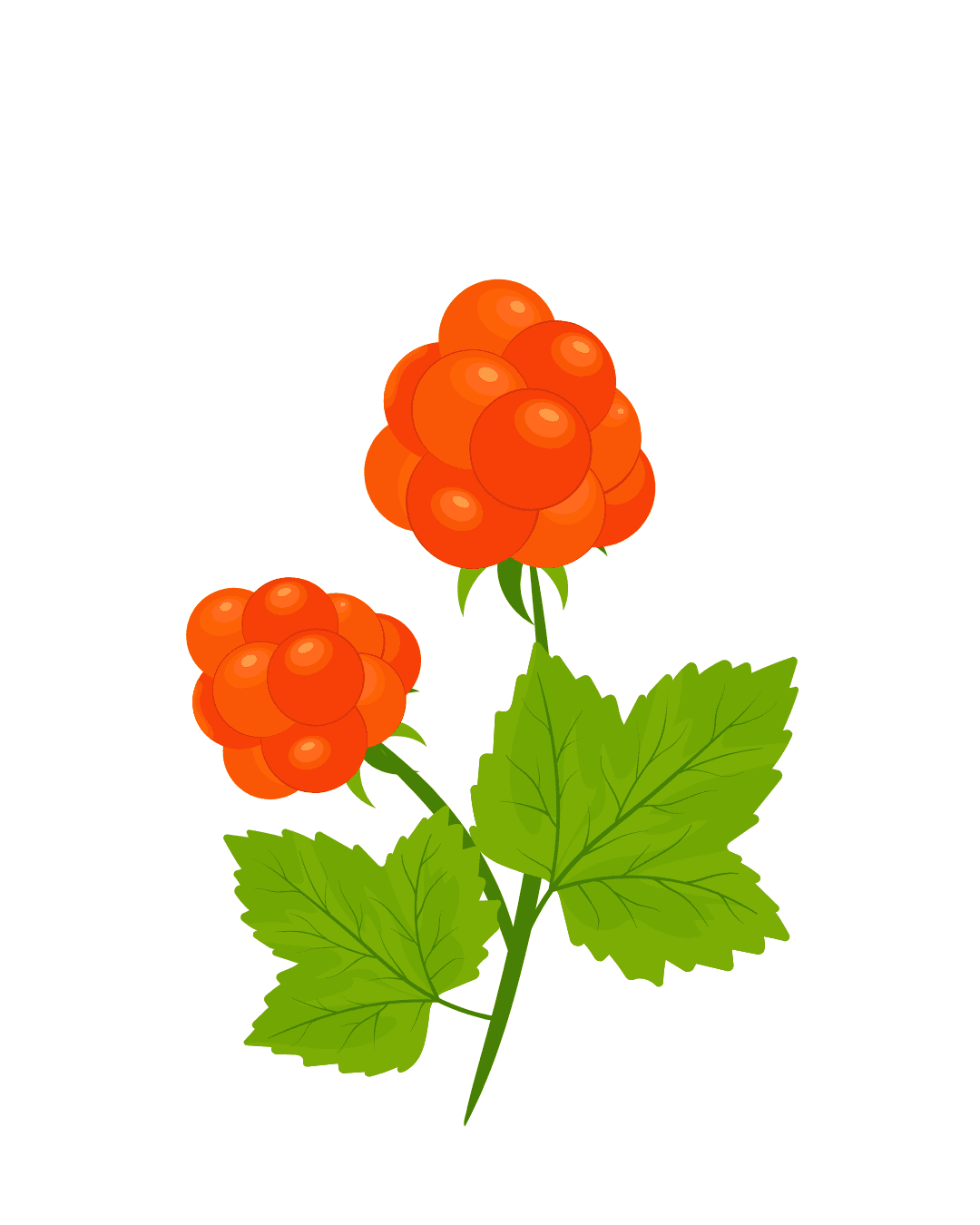 Organic Cloudberry Oil