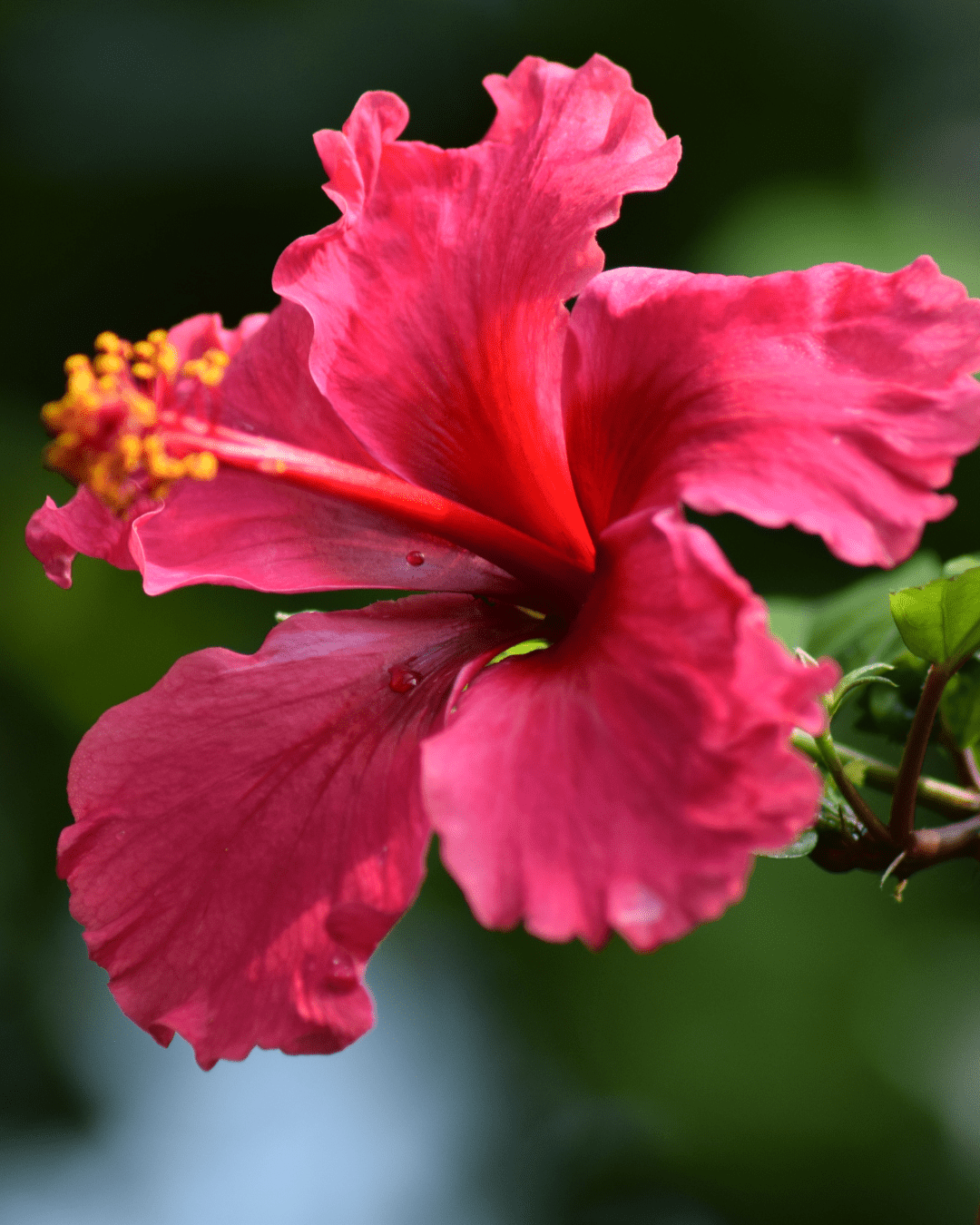Hibiscus Flower