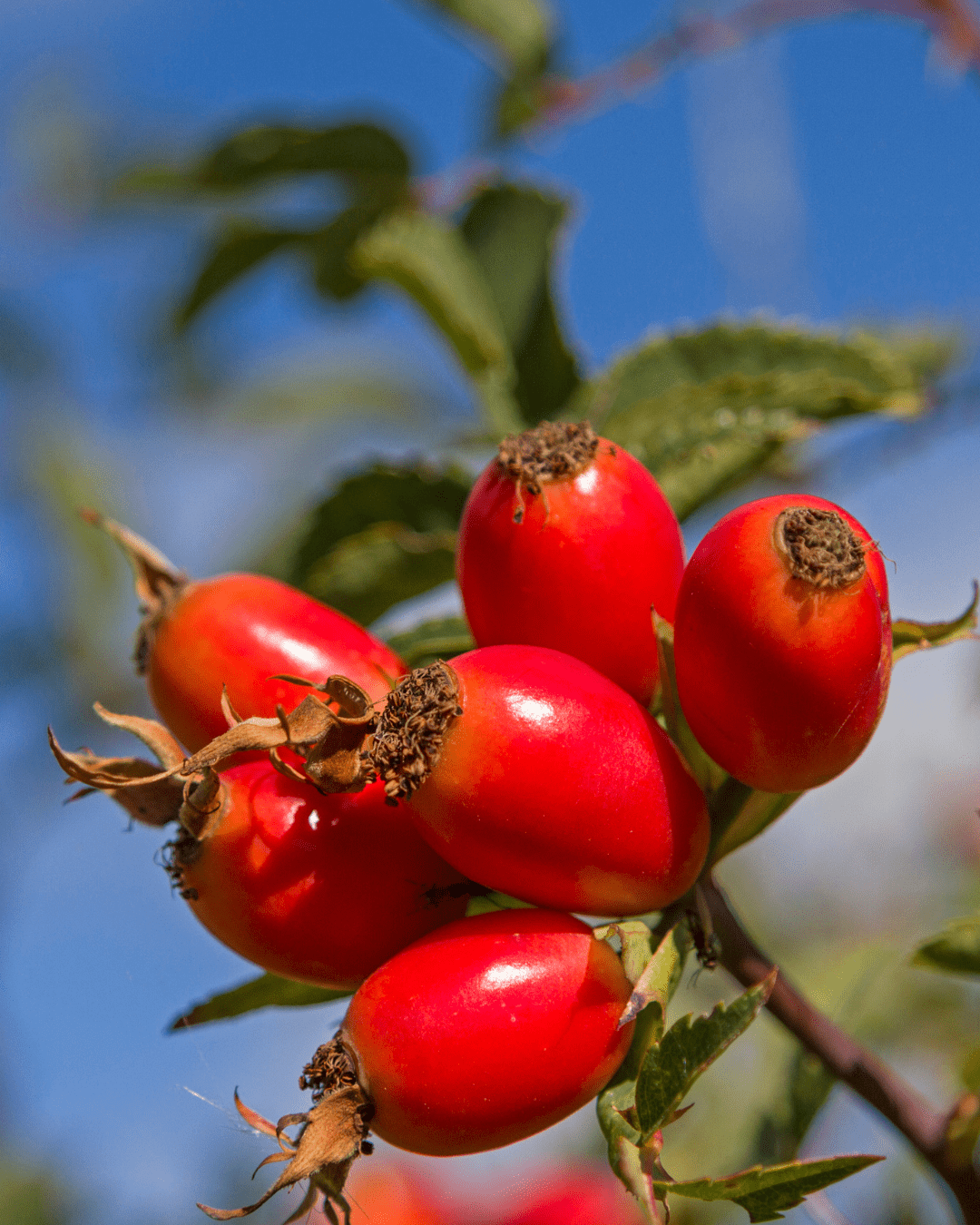 Rosehips