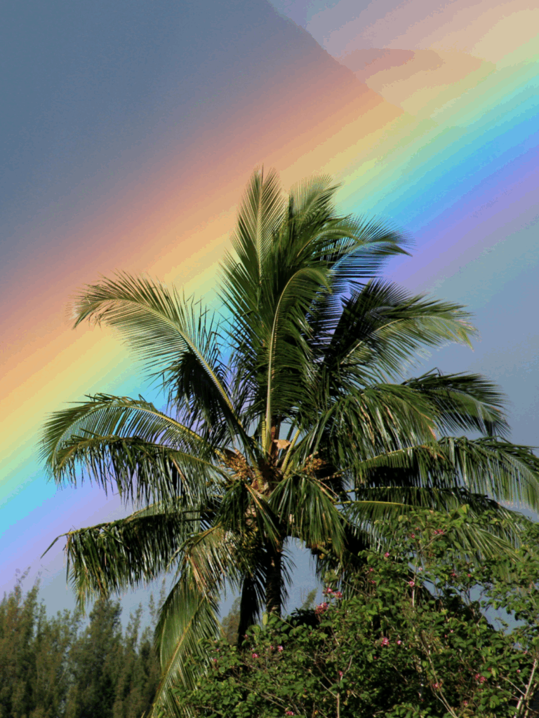 Tall palm tree in Miami with pink flowering tree beneath it, surrounded by shorter trees and a bright blue sky with faint rainbow in the background, shown as lifestyle imagery for the Sunset Palm Candle.