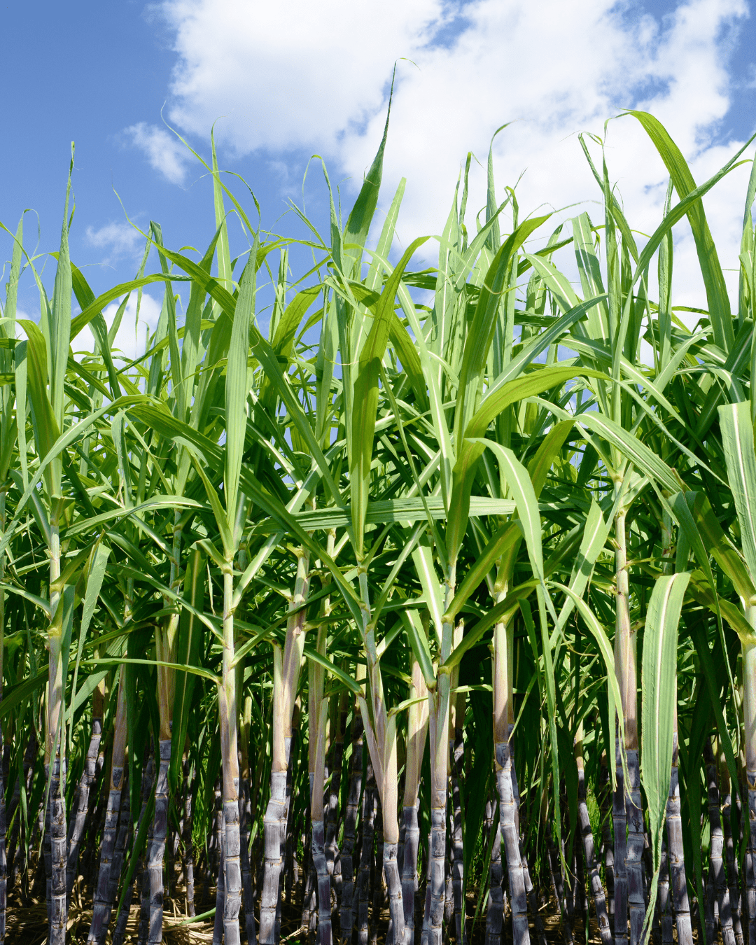 Sugarcane stalks under a blue sky with white clouds, showcasing natural fruit-based ingredients in the FarmHouse Fresh Illumination Fruit Professional Strength Peel.