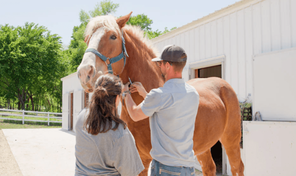 Farmhouse fresh rescue giving their animals vaccines