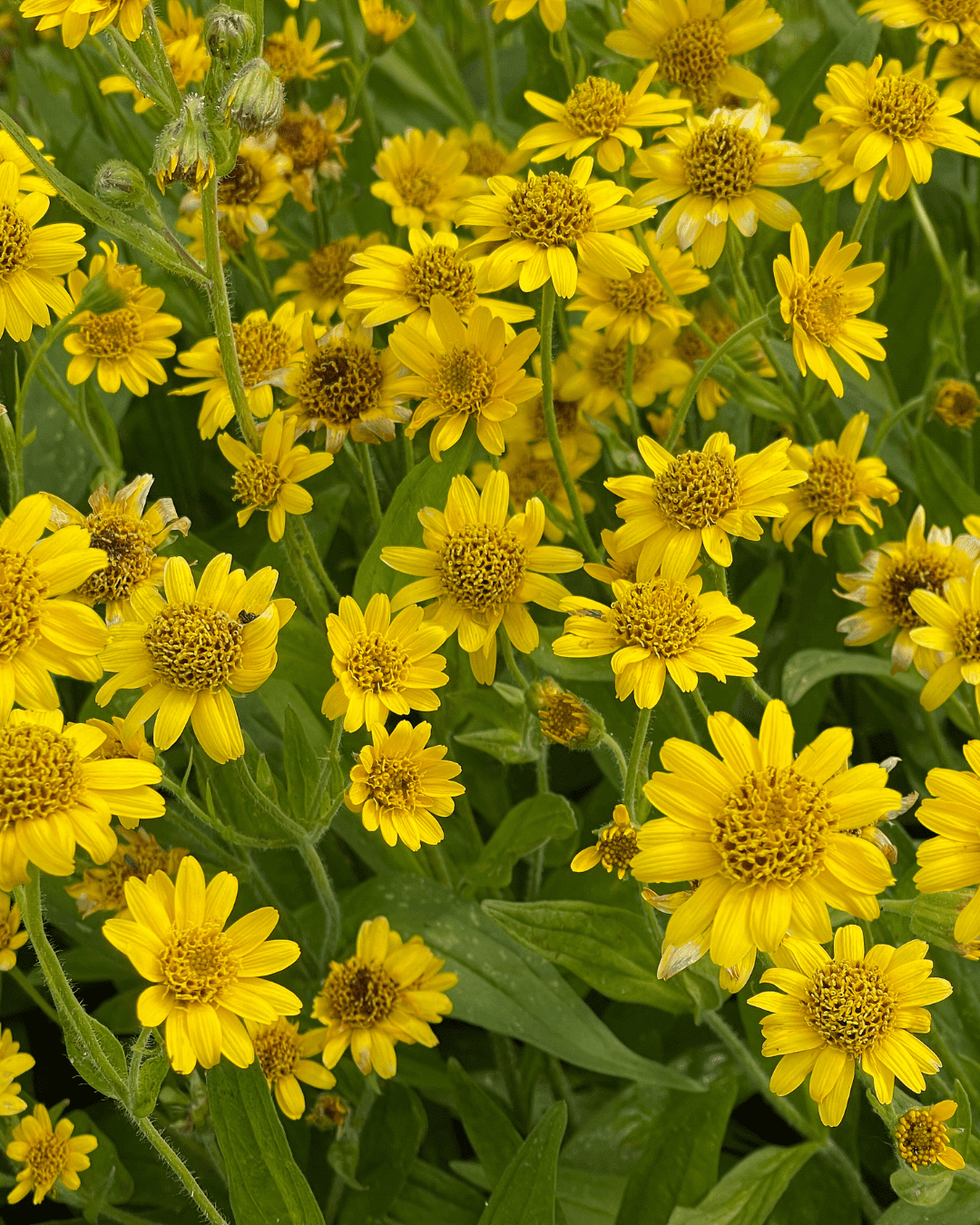 Cluster of bright yellow Arica Flowers in bloom.