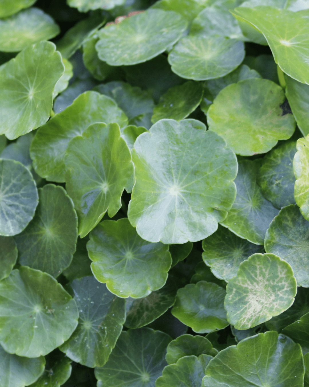 Centella Asiatica leaves, soothing herbal ingredient in To Go Spa Third Eye Mask.