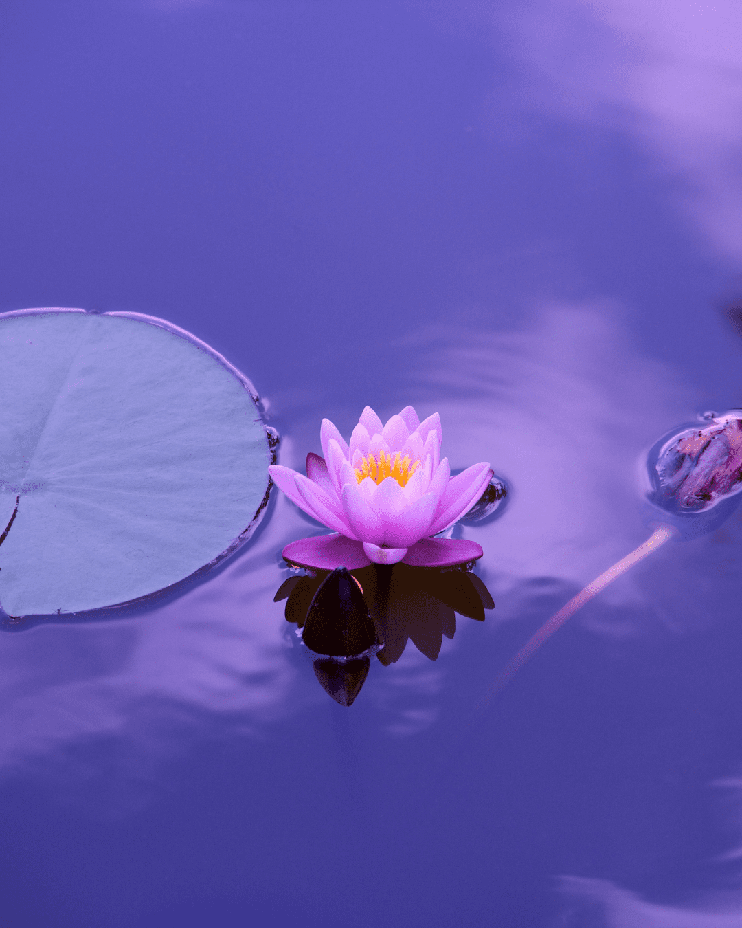 Purple lotus flower resting by a lily pad in a pond, symbolic botanical ingredient in To Go Spa Third Eye Mask.