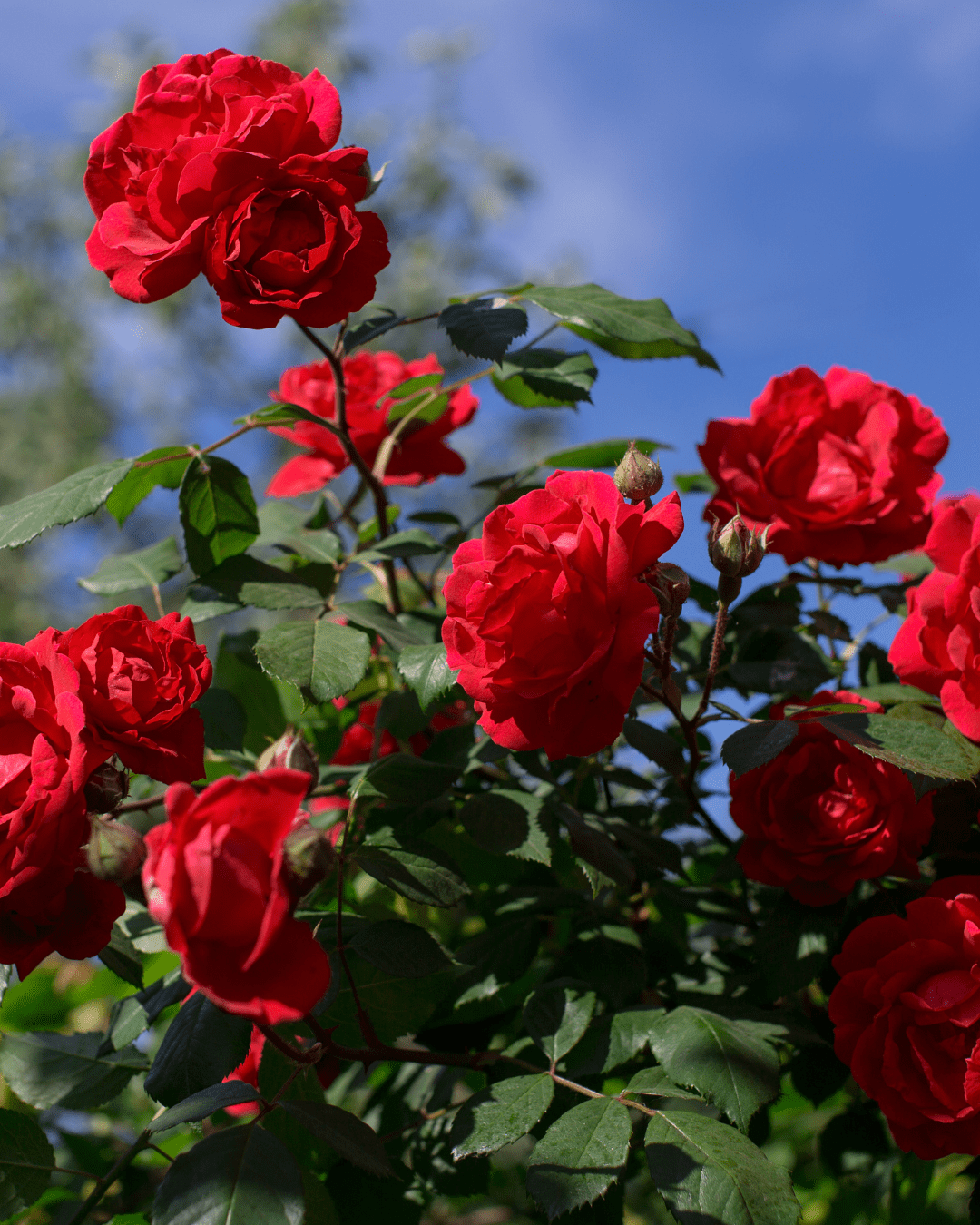 Red rosebush with blooming roses and rosebuds against a bright blue sky.