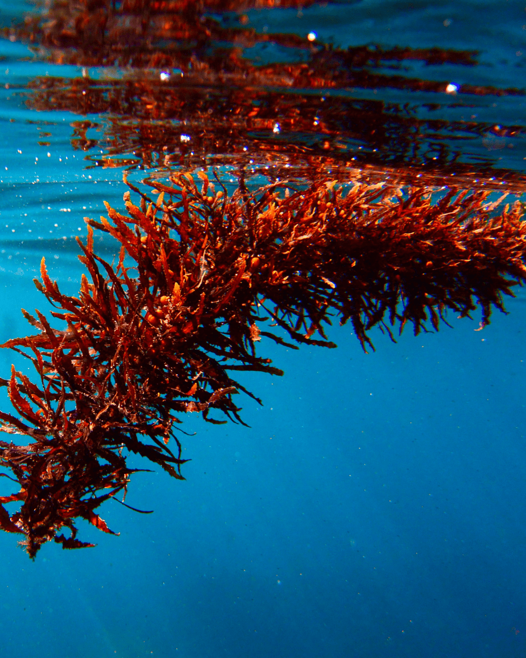 Red Algae floating underneath the ocean surface, touching the underside of the water. Part of the fall self-care & beauty guide.