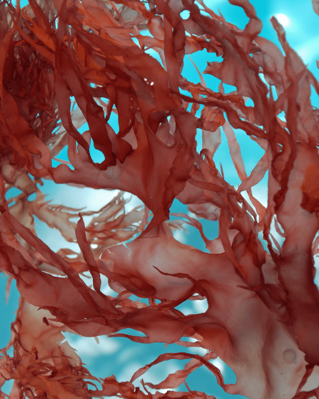 Red Seaweed underwater in the ocean, natural skincare ingredient for To Go Spa Third Eye Mask