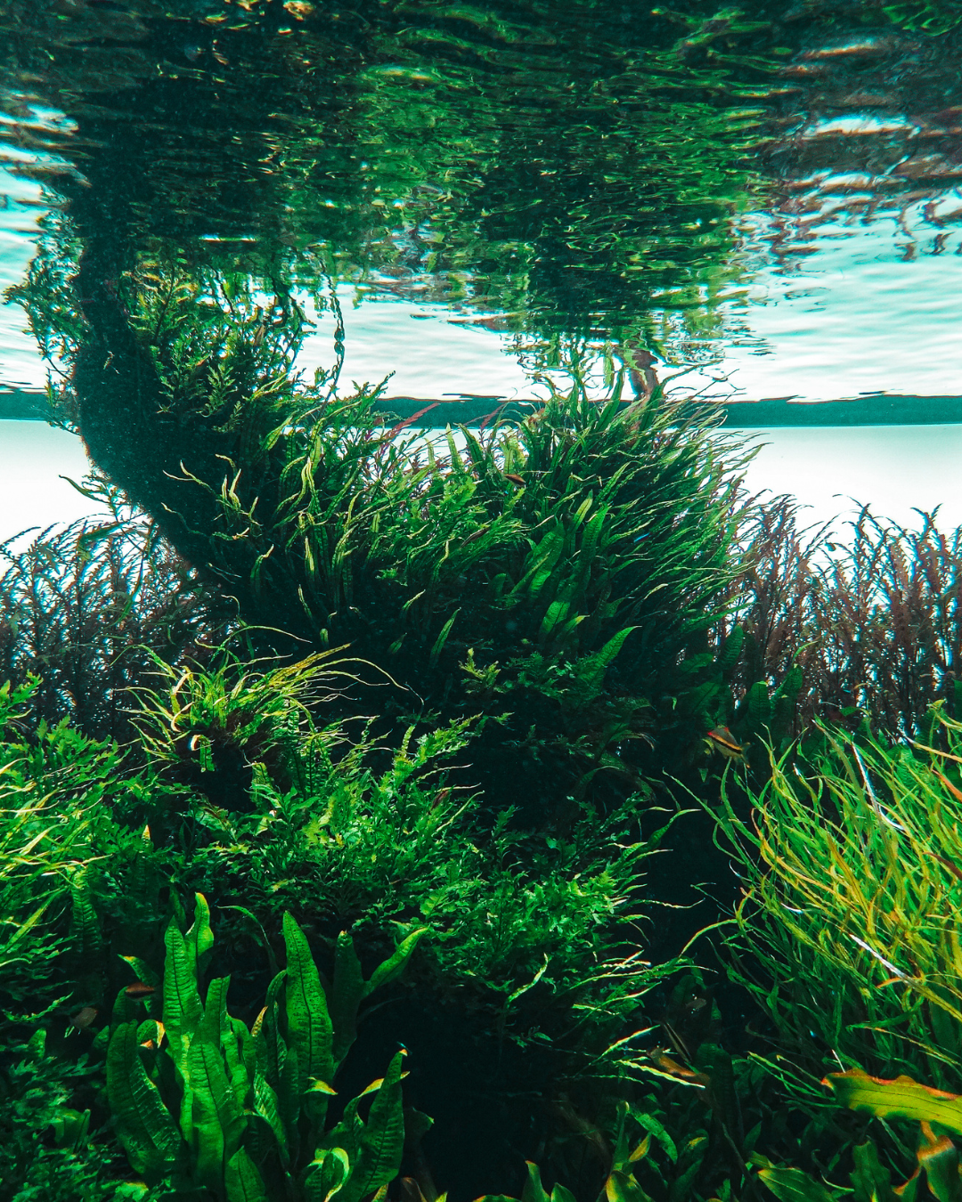 Tall seaweed reaching the underside of the ocean's surface, illuminated by daylight.