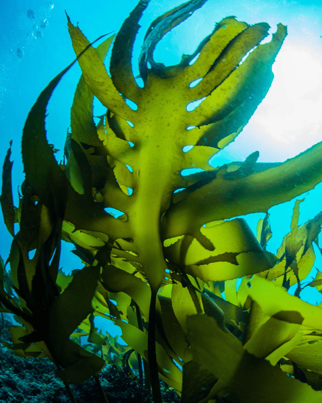 Single seaweed under light blue ocean water illuminated by sunlight from above.