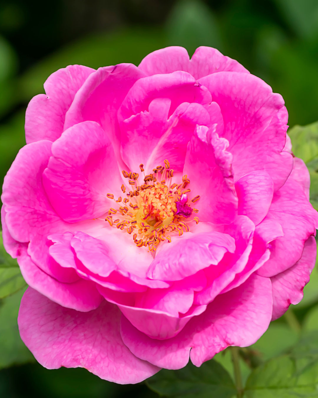 Damask Rose flower used in Florasis lipstick formula