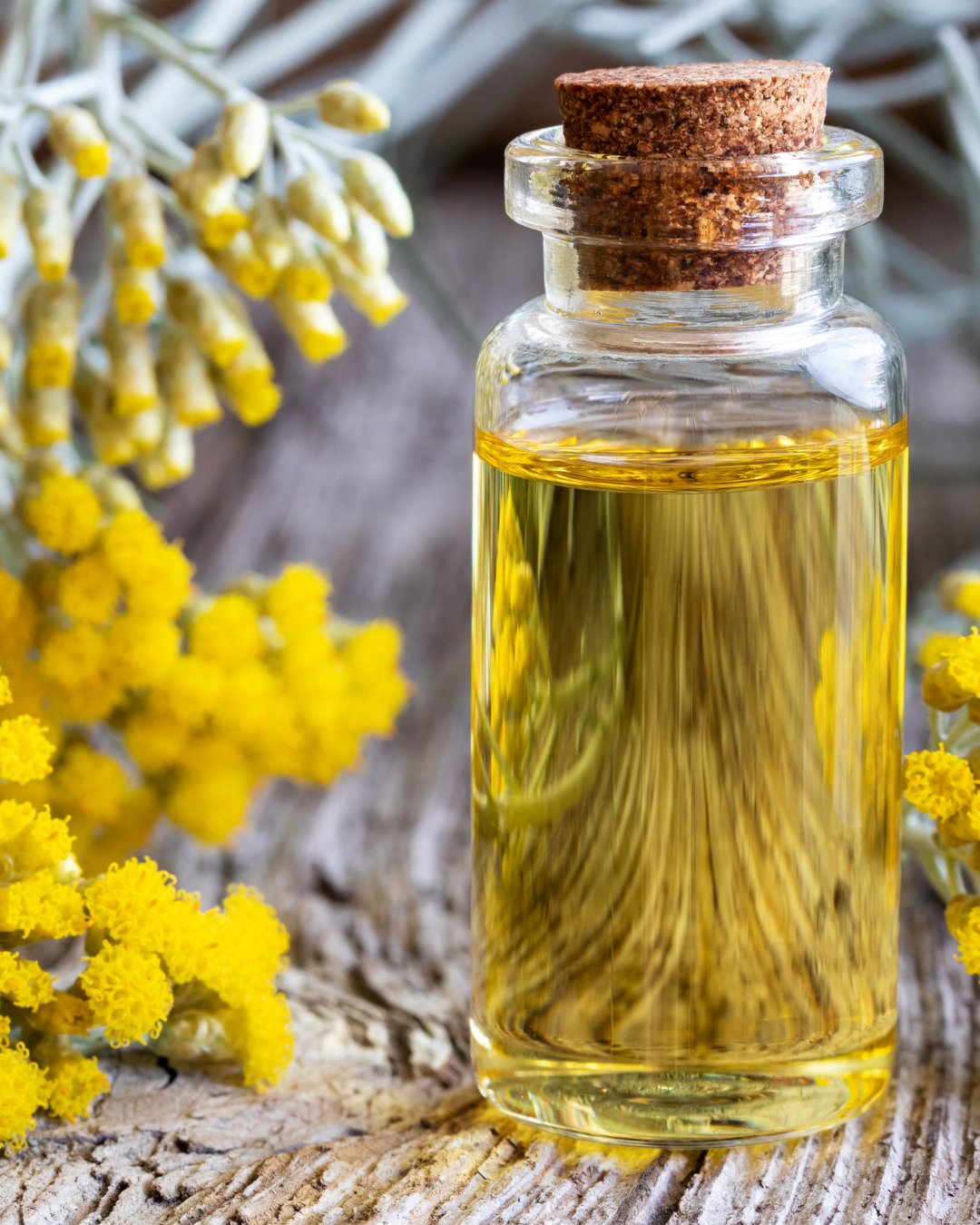 Helichrysum essential oil in Red Flower formulations for aromatic depth and skin healing.