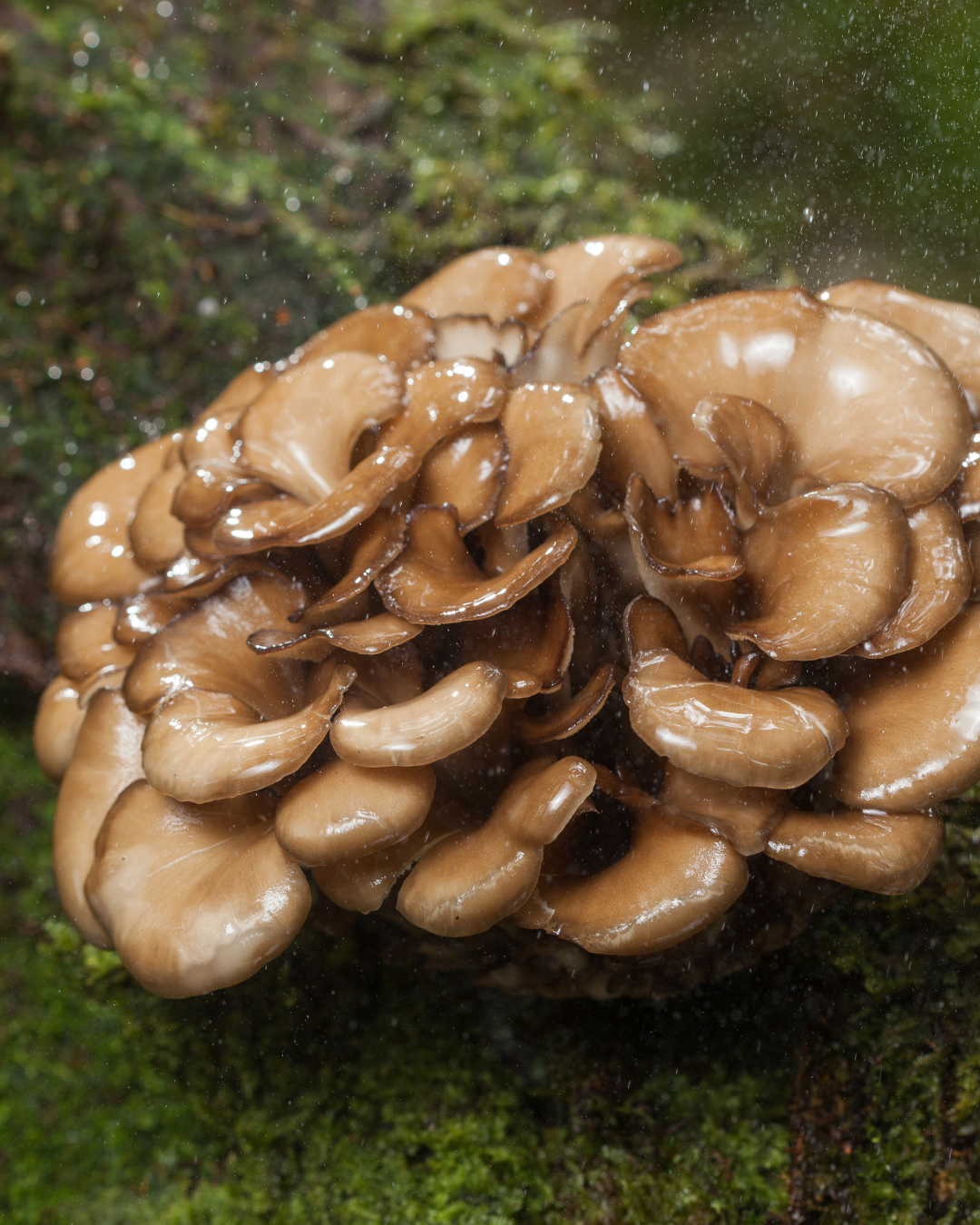 Maitake mushroom extract in Red Flower haircare to strengthen and balance the scalp.
