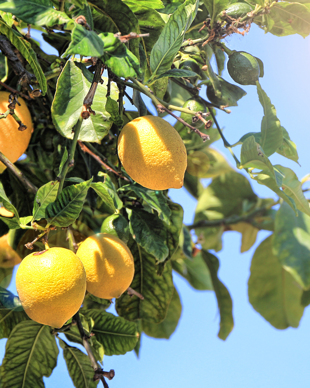 Lemons in a tree with a blue sky in this fall self-care guide.