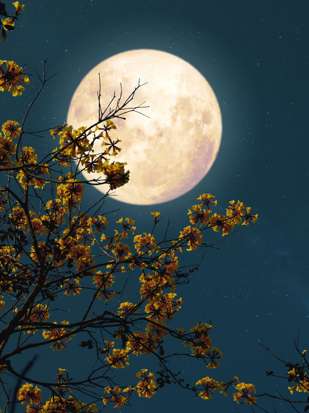 White moon glowing in a clear sky framed by tree branches with pale yellow blossoms, capturing the soft early-summer feeling of strawberry season and luminous energy of the Strawberry Moon.