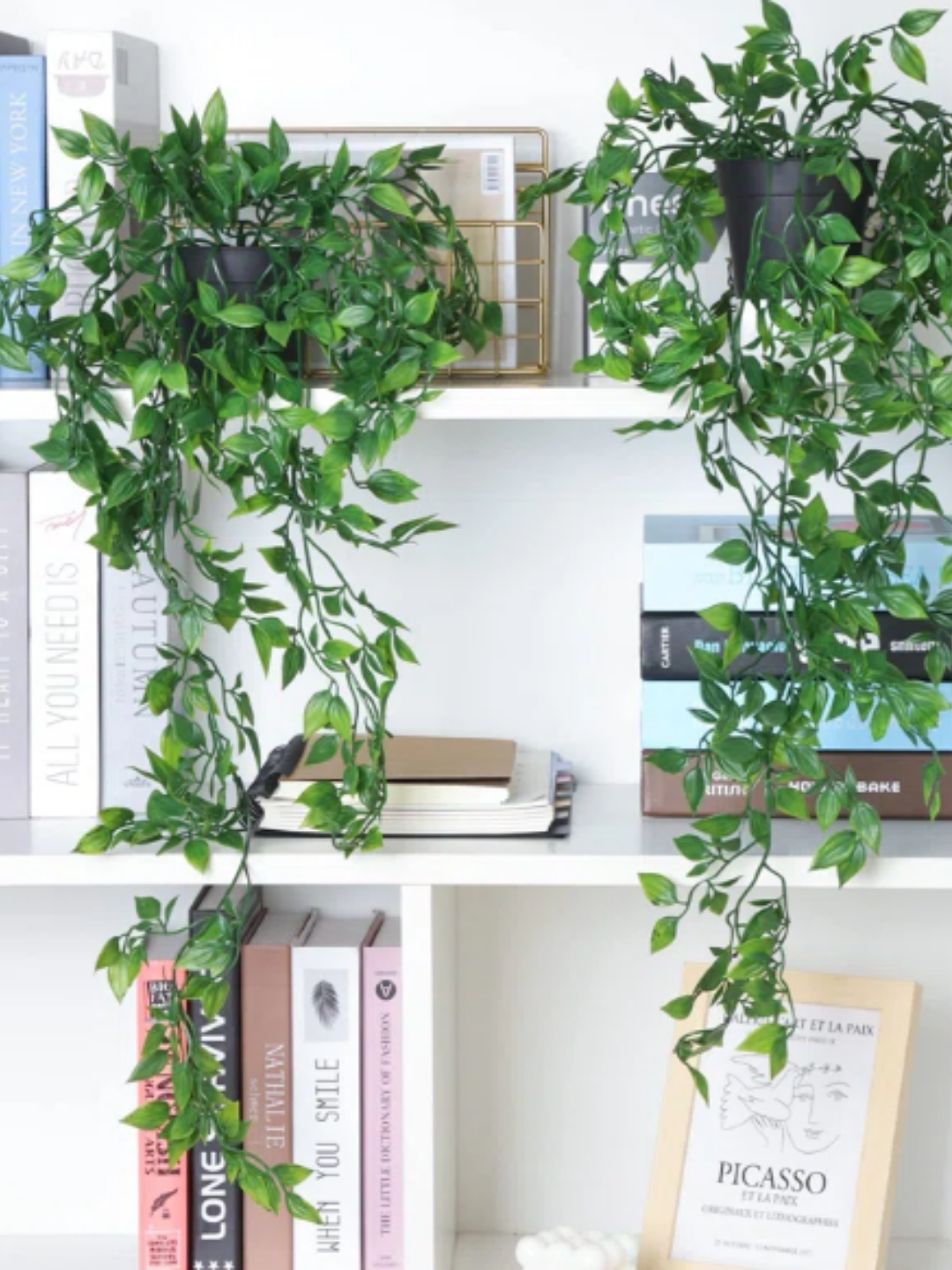 Green Ivy plants with hanging vines on white shelves and books.