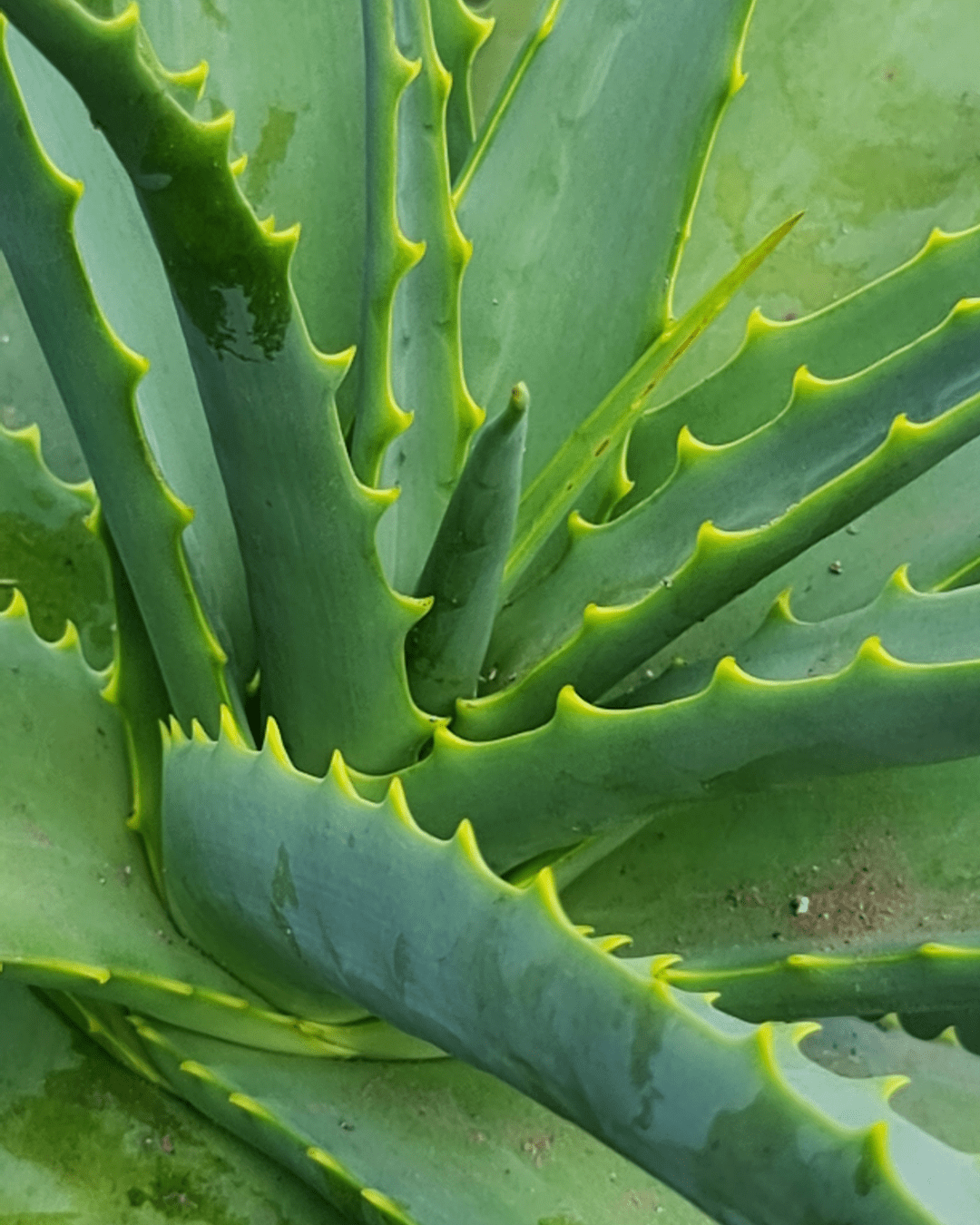 Close up of fresh green aloe vera plant with thick, pointed leaves.