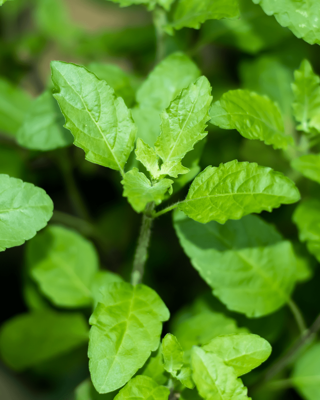 Holy Basil in this fall self-care guide.