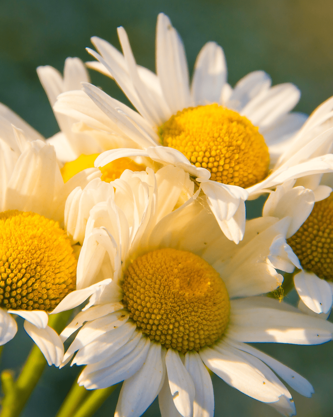 Chamomile flower used in Red Flower body wash to calm and soften skin. Part of the fall self-care & beauty guide. Part of the fall self-care & beauty guide.