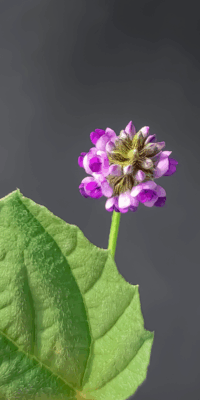 Bakuchiol flower in shades of purple and pink, with a big, green leaf attached to it. Set against a gray background.