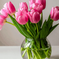 A clear, round goldfish-bowl-style glass vase filled with pink tulips in water sits on a muted green surface with a brown-gray wall behind it; natural daylight from a nearby window illuminates the petals, creating a soft, calming floral scene that evokes everyday self-care.