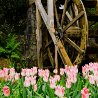 A large wooden waterwheel turns slowly above a flowing stream, with water shimmering below; in the foreground, a lush cluster of pink and white tulips fills the bottom of the frame, creating a soft calming contrast that evokes a gentle sense of self-care through nature.
