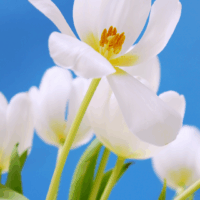 White tulips standing tall against a clear blue sky, their delicate petals illuminated by sunlight, creating a serene and uplifting scene that evokes a sense of self-care and calm.