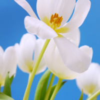 White tulips standing tall against a clear blue sky, their delicate petals illuminated by sunlight, creating a serene and uplifting scene that evokes a sense of self-care and calm.