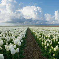 A field of white tulips growing in neat rows on a tulip farm, with walking aisles between them, set under a bright blue sky dotted with clusters of white clouds, creating a peaceful scene that encourages moments of self-care in nature.